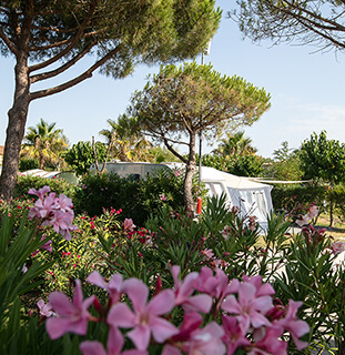 Stellplatz auf dem Campingplatz von Agde 